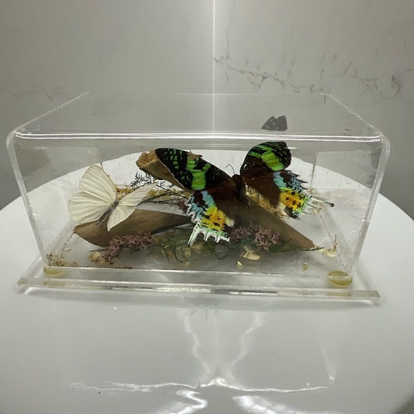 Madagascan sunset moth and Appias drusilla and dried foliage mounted on wood - Picture 1 of 9